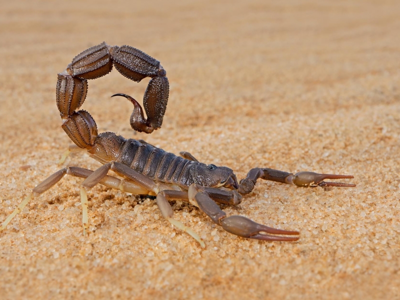 Cómo prevenir picaduras o mordeduras de animales ponzoñosos en Córdoba - Hospital Privado Cordoba