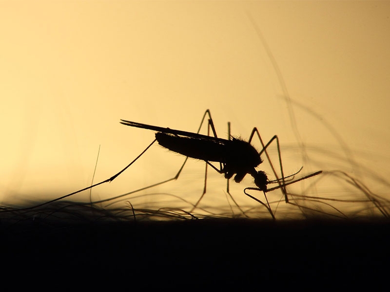 ¡Evitemos el dengue! - Hospital Privado Cordoba
