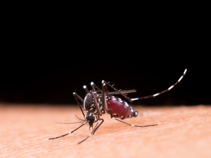 Dengue: síntomas, transmisión, prevención y signos de alarma  - Hospital Privado Cordoba